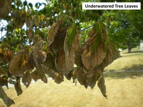 Under watered tree Drought stressed tree