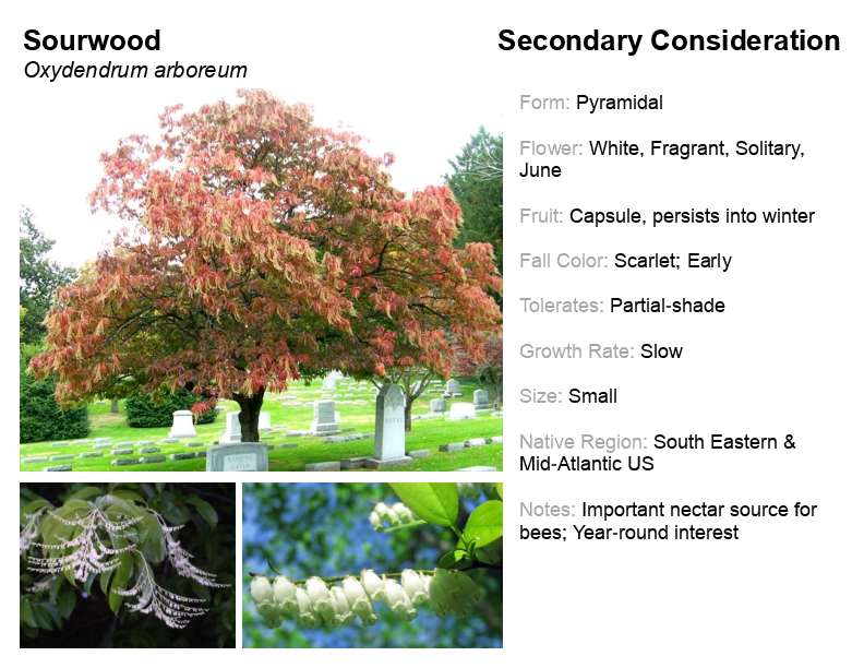 Sourwood Tree GGCP Sourwood Tree Greening the Gateway Cities Springfield Tree Book