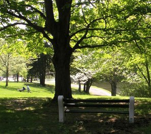 photo of Forest Park